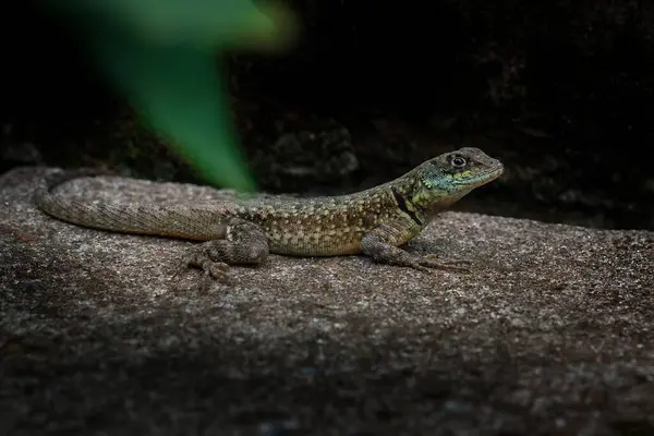 Amazon Lav Kertenkelesi (Tropidurus torquatus) - Calango