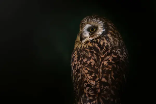 Short Eared Owl Asio Flammeus Nocturnal Bird Stock Image