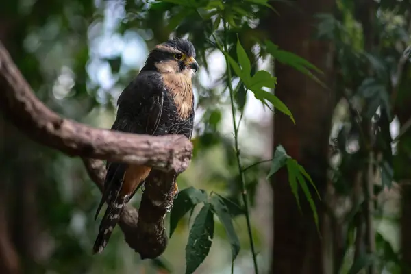 Апламадо Сокіл Falco Femoralis Птах Здобичі Ліцензійні Стокові Фото
