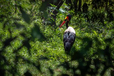 Eyer gagalı leylek kuşu (Ephippiorhynchus senegalensis)