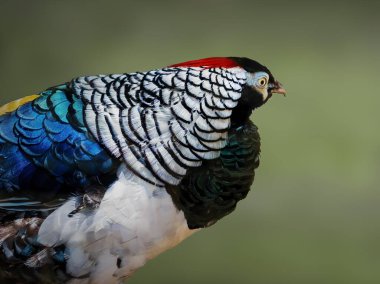 Erkek Leydi Amherst Sülün (Chrysolophus amherstiae))