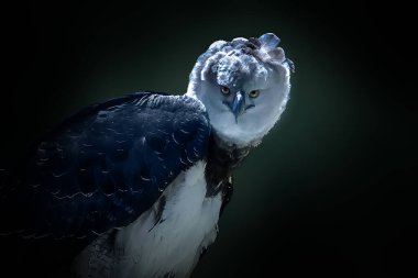 Harpy Eagle (Harpia harpyja) - Yırtıcı Kuş