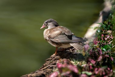 Dişi Orman Ördeği (Aix sponsa) veya Carolina Ördeği