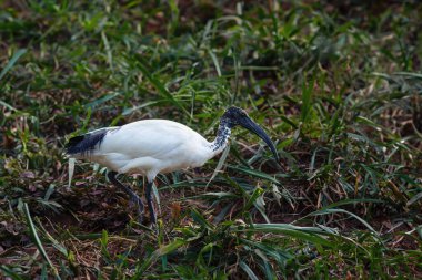 Afrika kutsal aynağı (threskiornis aethiopicus)