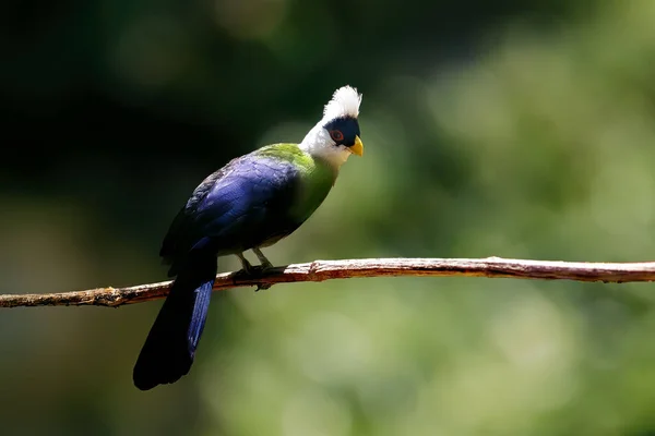 stock image White-crested Turaco bird (Tauraco leucolophus)