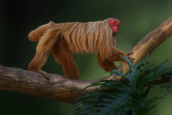 우카리 원숭이 카카자오 Calvus Rubicundus 스톡 사진