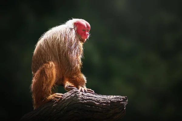 Opice Červená Cacajao Calvus Rubicundus Stock Obrázky