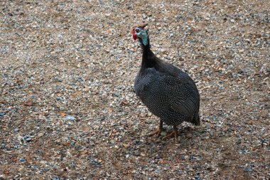 Miğferli Guineafowl kuşu (Numida meleagris)