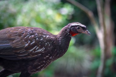 Beyaz kaşlı Guan kuşu (Penelope jacucaca)