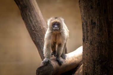 Genç Wedge-capuchin maymunu (Cebus olivaceus)