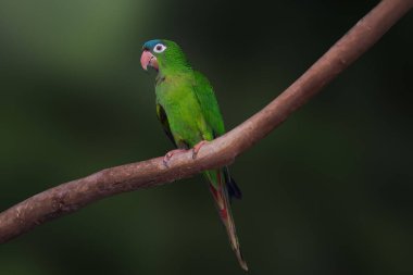 Mavi Taçlı Muhabbet Kuşu (Thectocercus acuticaudatus)