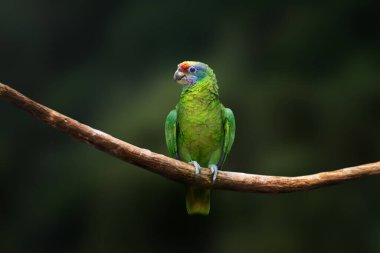 Kırmızı kuyruklu Amazon papağanı (Amazona brasiliensis))