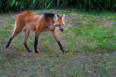 Maned Wolf (Chrysocyon brachyurus) - Güney Amerika Canid