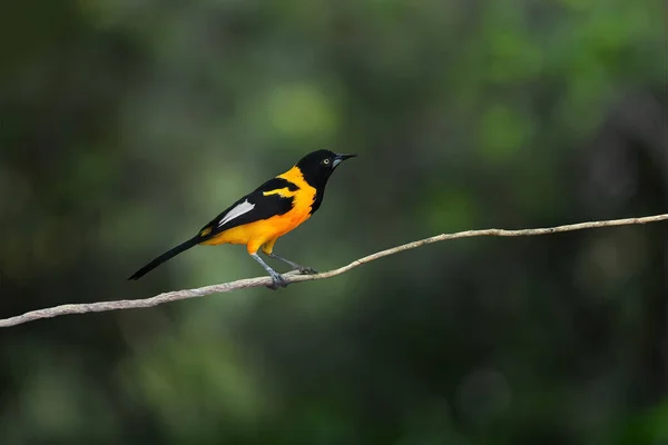 stock image Campo Troupial bird (Icterus jamacaii)