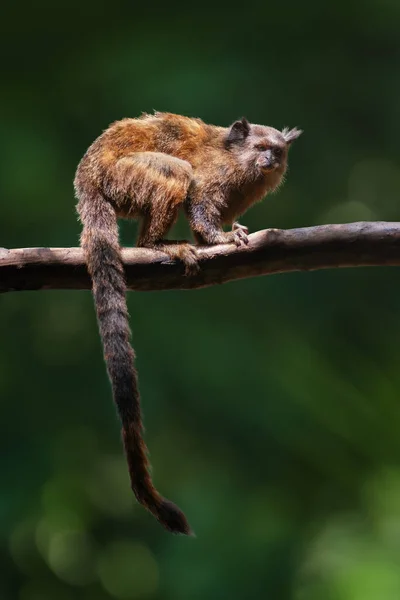 Black-tailed Marmoset (Mico melanurus) - South America monkey