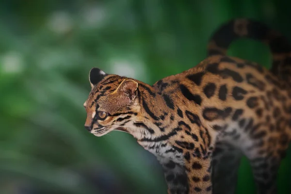 Margay Leopardus Wiedii Divoká Kočka Střední Jižní Ameriky Stock Fotografie