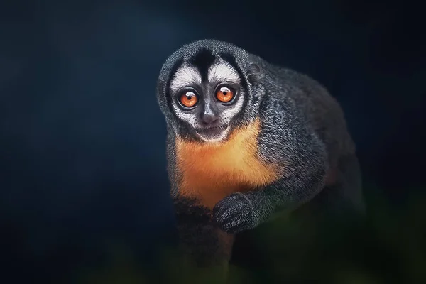 줄무늬의 나이트 Aotus Trivirgatus Northern Night Monkey 스톡 사진