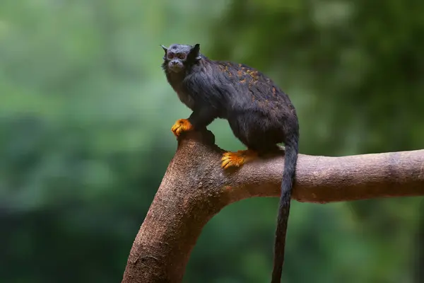 Zlatoruká Tamarínská Opice Saguinus Midas Stock Snímky