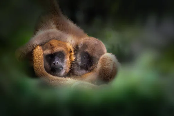 Baby Mother Southern Muriqui Monkey Brachyteles Pajęczaki Obrazy Stockowe bez tantiem