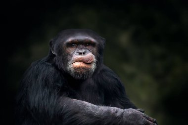 Şempanze (Pan trogloditleri) - Büyük Maymun