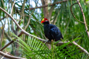 Violet Turaco kuşu (Musophaga ihlali)