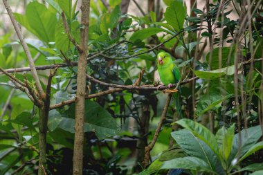 Mavi kanatlı Parrotlet kuşu (Forpus xanthopterygius)