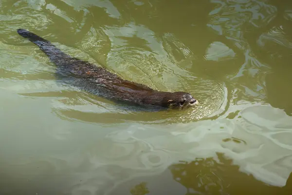 Neotropical River Otter Lontra Longicaudis Swimming Stock Image