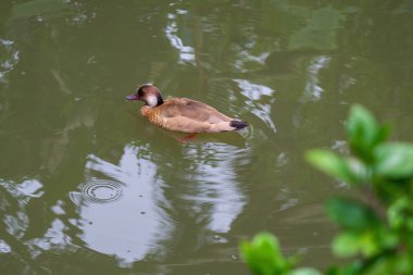 Brezilya Teal 'i (Amazonetta brasiliensis) Yüzme