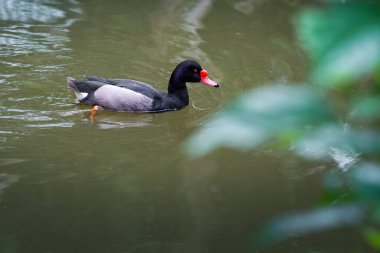 Gül gagalı Pochard yüzme (Netta peposaca)