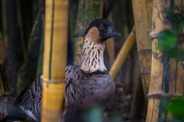 Nene veya Hawai Kaz 'ı (Branta sandvicensis)