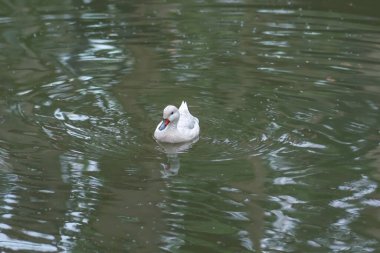 Beyaz yanaklı Pintail (Anas bahamensis) - Beyaz Varyant