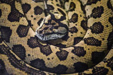 Halı piton yılanı (Morelia spilota)