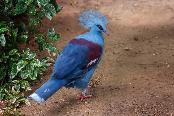 stock image Western Crowned Pigeon (Goura cristata)