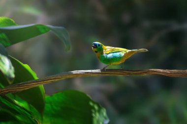 Tangara göğüslü Tanger kuşu (Tangara desmaresti)