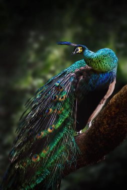 Yeşil Tavuskuşu (Pavo muticus) - Erkek Yeşil Tavuskuşu