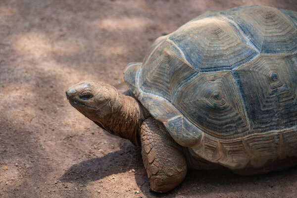 Альдабра гигантская черепаха (Aldabrachelys gigantea)