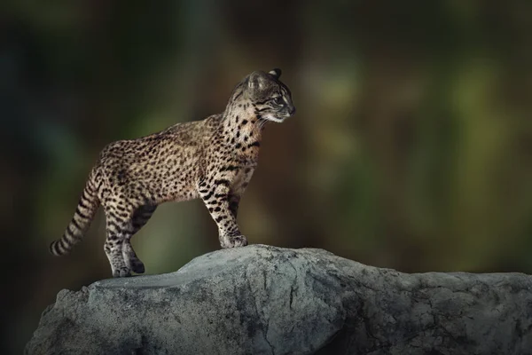Geoffroy Cat Leopardus Geoffroyi Dziki Kot Ameryki Południowej Obraz Stockowy