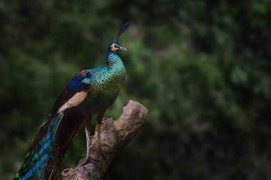Yeşil Tavuskuşu (Pavo muticus) - Erkek Yeşil Tavuskuşu