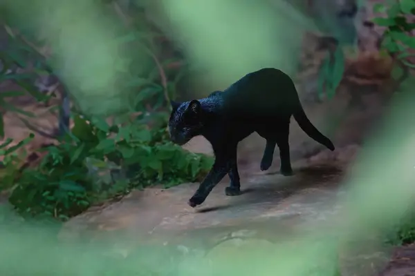 Чорний Кіт Джеффрой Leopardus Geoffroyi Меланістичний Ліцензійні Стокові Фото