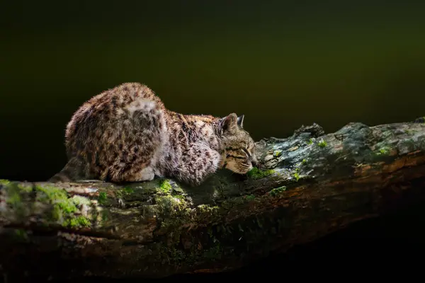 Gato Geoffroy Leopardus Geoffroyi Dormindo Gato Selvagem Sul Americano Fotos De Bancos De Imagens