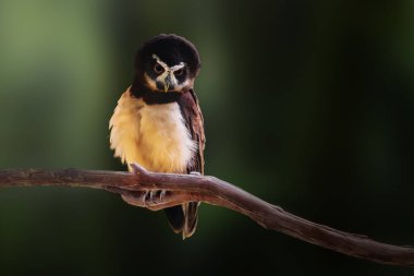 Spectacled Owl (Pulsatrix perspicillata) - Bird of Prey clipart