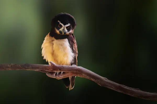 Розкішна Сова Pulsatrix Perspicillata Птах Префіксів Ліцензійні Стокові Фото