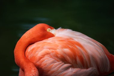 Amerikan Flamingo kuşu (Phoenicopterus ruber)