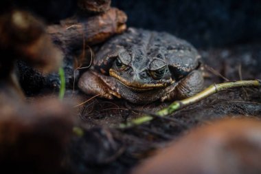 Schneider's Cururu Toad (Rhinella diptycha) clipart
