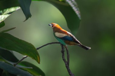 Chestnut-backed Tanager bird (Stilpnia preciosa) clipart