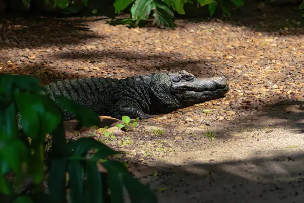 Cuvier'ın cüce caiman (Paleosuchus palpebrosus)