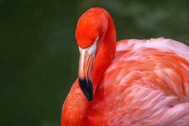 Amerikan Flamingo kuşu (Phoenicopterus ruber)