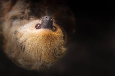 Linnaeus's Two-toed Sloth (Choloepus didactylus) clipart