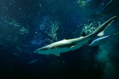 Kum kaplan köpek balığı (Carcharias taurus)