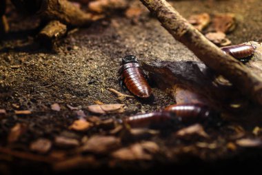 Hamam böceği (Gromphadorhina portentosa tıslama Madagaskar)